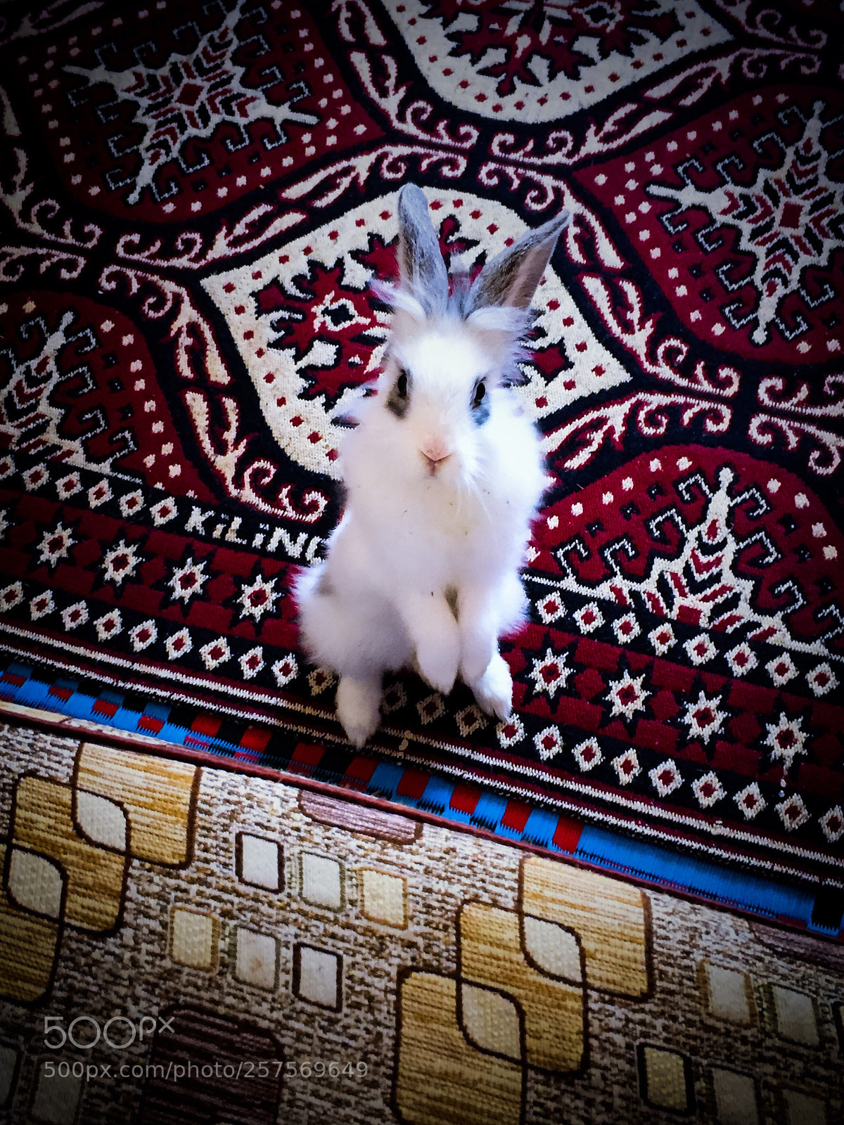 Apple iPhone 6 sample photo. Untitled photography