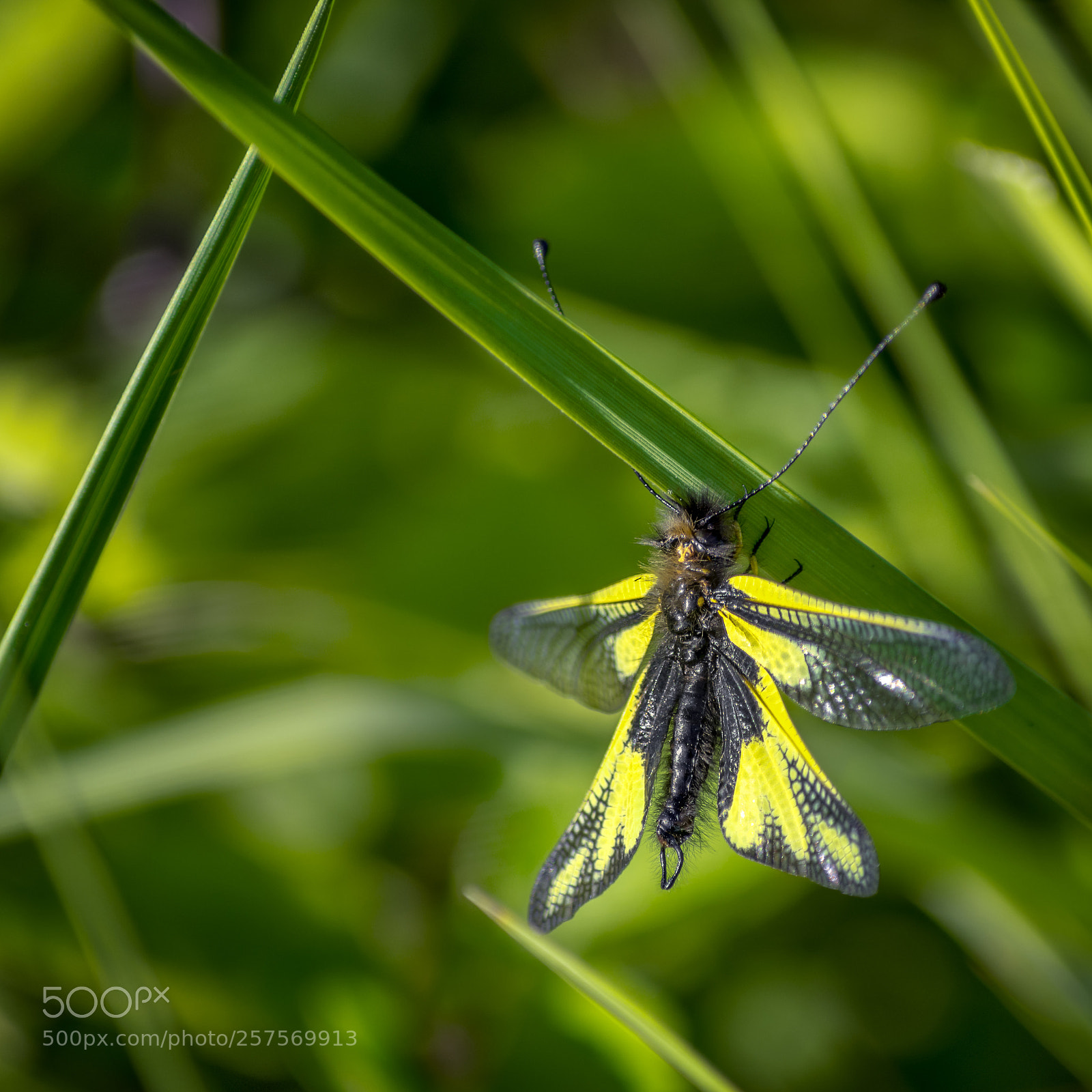 Nikon D7200 sample photo. Owly sulphur photography