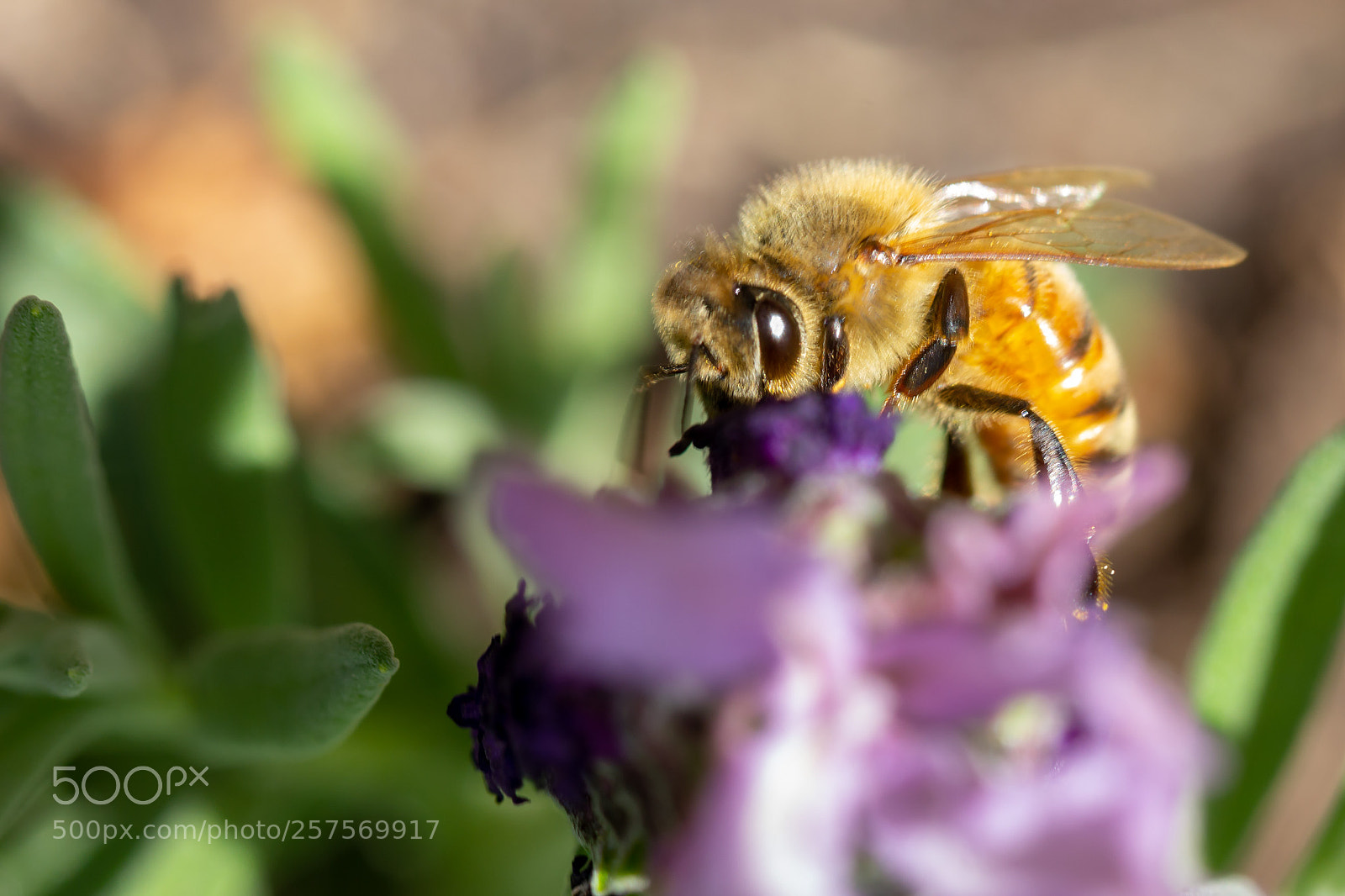 Canon EOS 60D sample photo. Bee photography