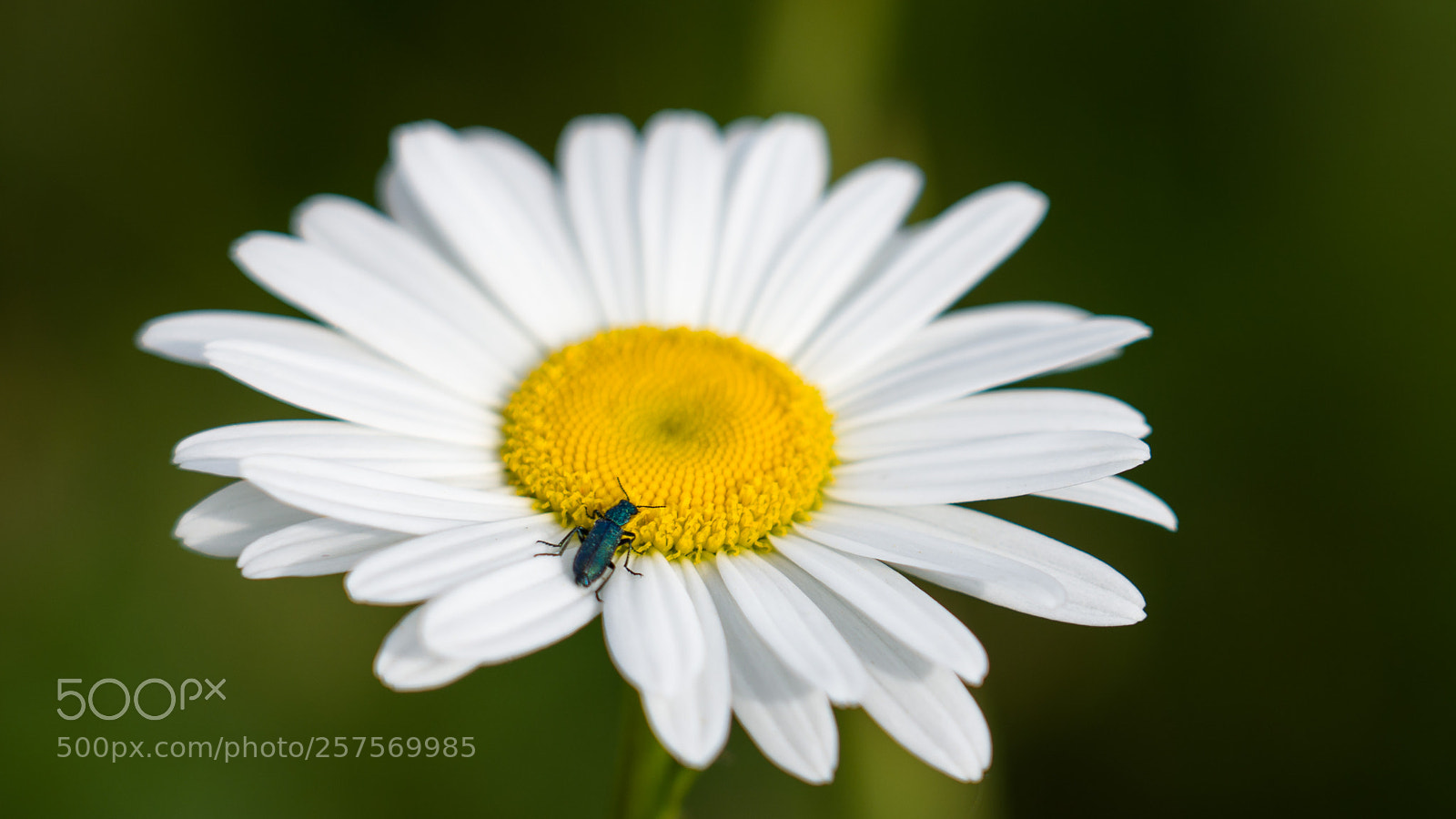 Sony a7R III sample photo. Daisy & bug photography