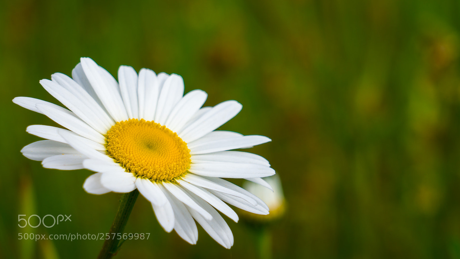 Sony a7R III sample photo. Daisy flower photography