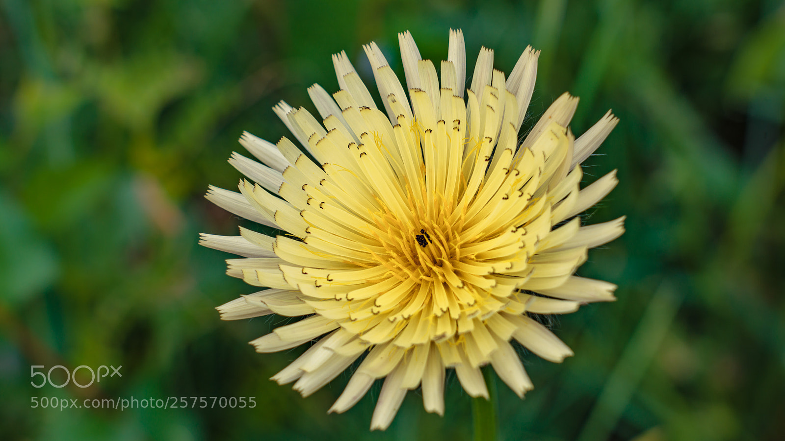 Sony a7R III sample photo. Yellow flower photography