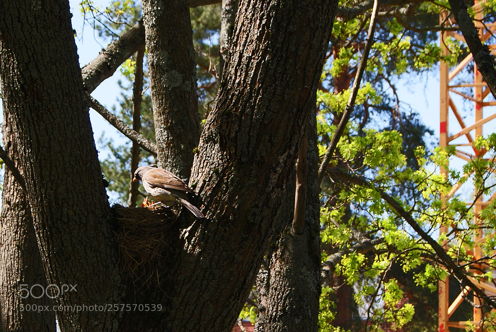 Sony Alpha DSLR-A230 sample photo. Feeding time photography