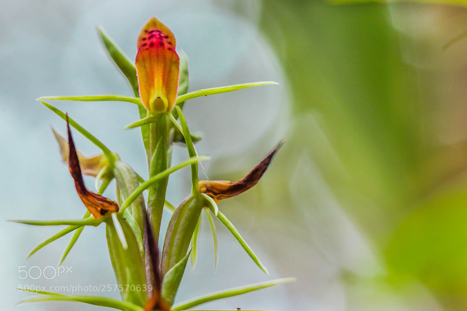 Canon EOS 60D sample photo. "the spider-like cryptostylis" photography