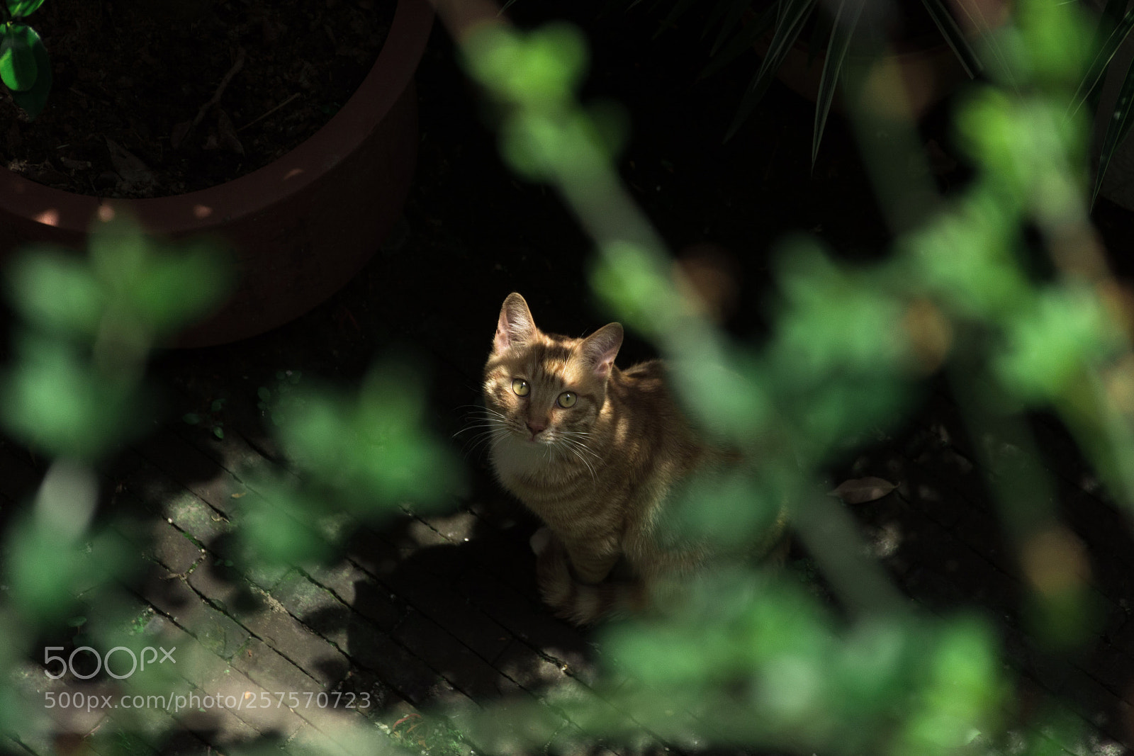 Nikon D7100 sample photo. Untitled photography