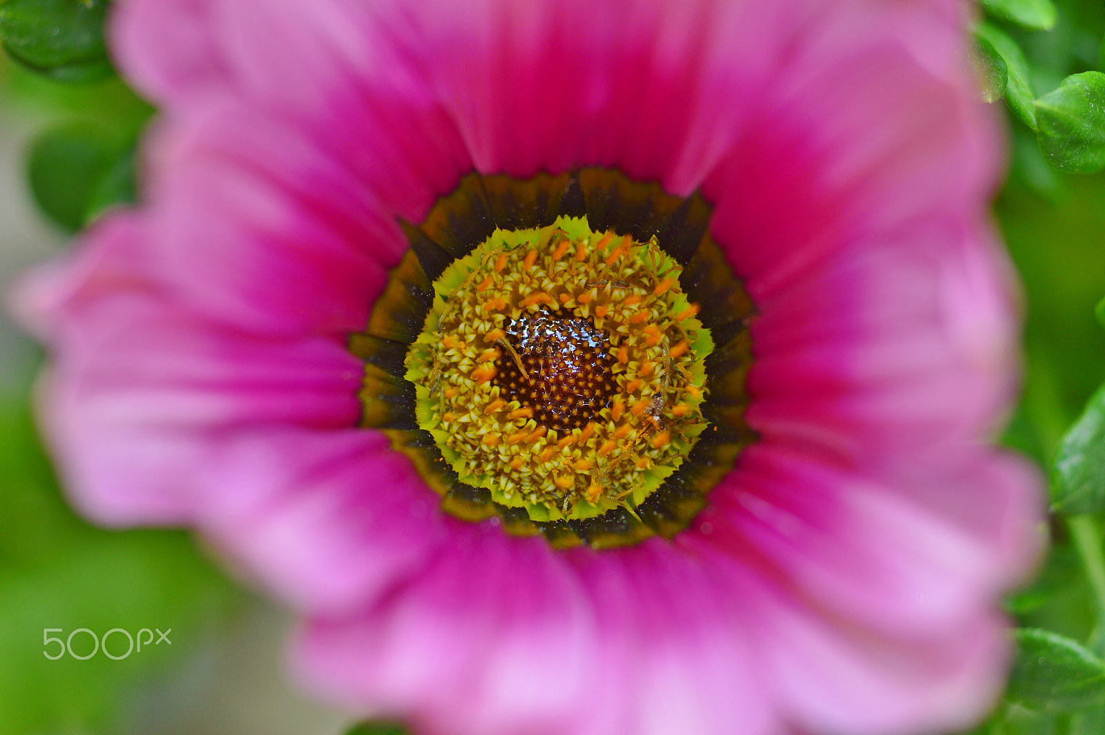 Nikon D3200 + AF Micro-Nikkor 55mm f/2.8 sample photo. Macro nature......springcolor photography