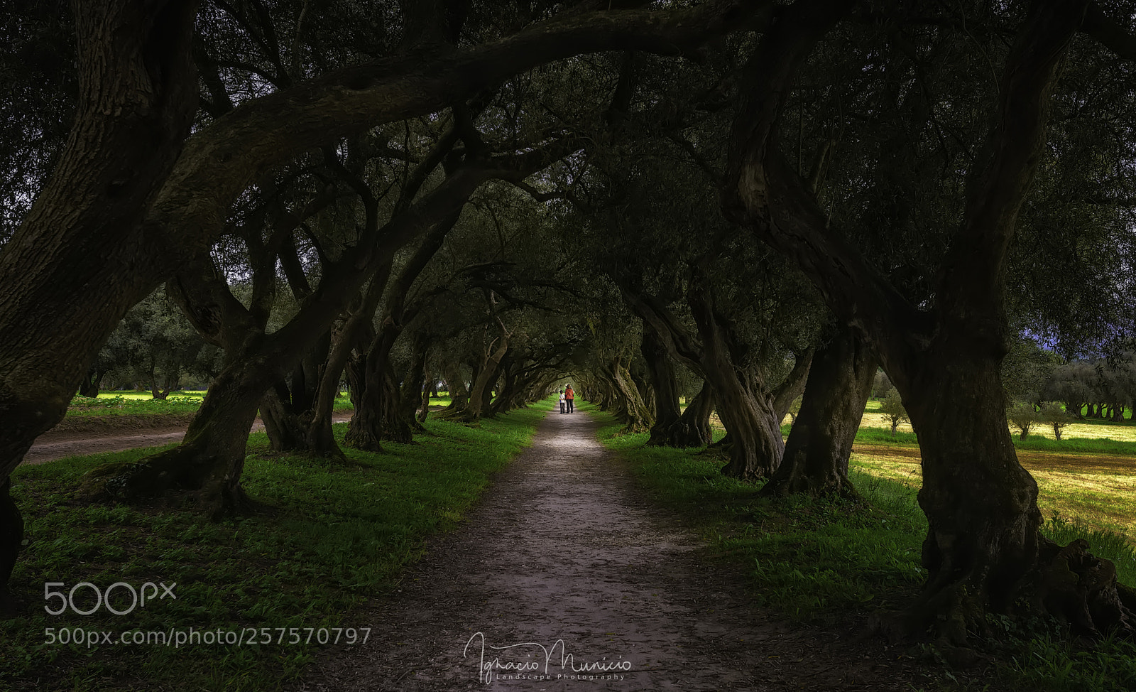 Nikon D600 sample photo. A tale forest photography
