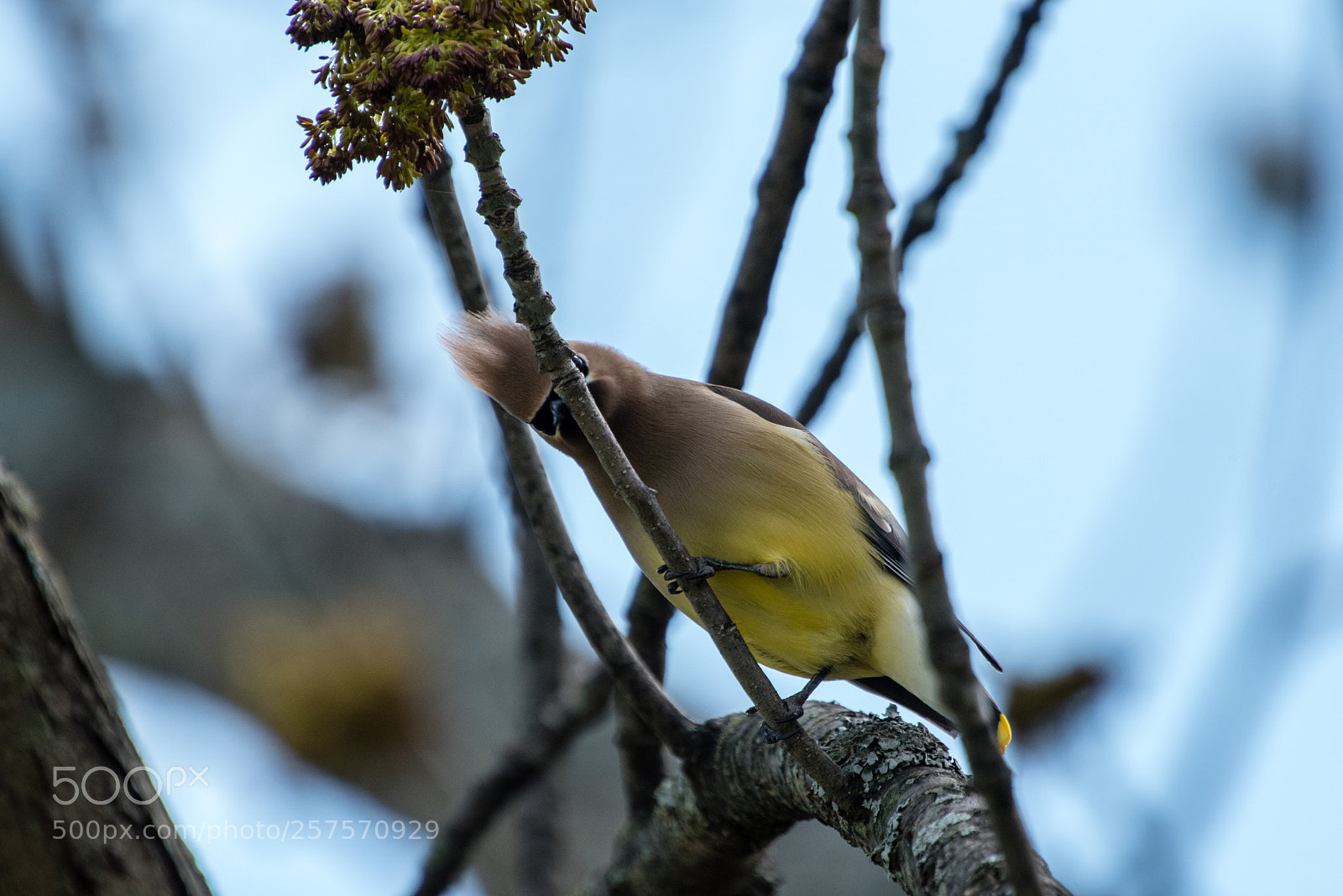Nikon D750 sample photo. Cedar waxwing photography