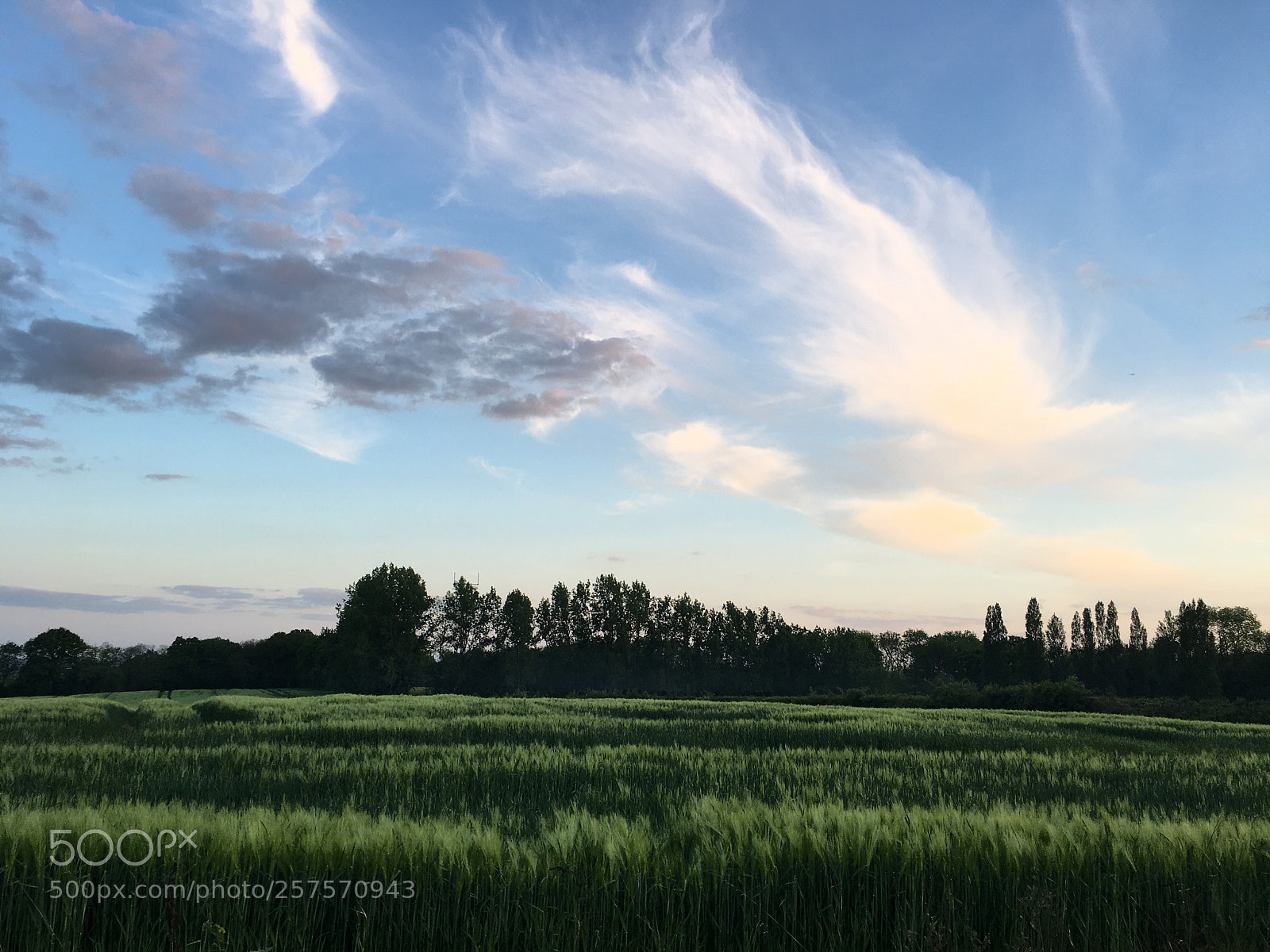 Apple iPhone 6s sample photo. Comb your clouds photography