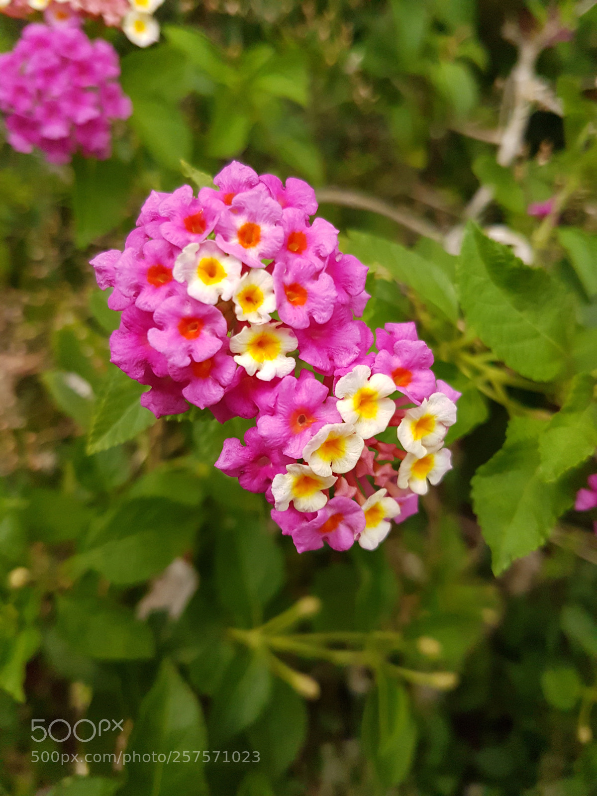 Samsung Galaxy S7 Edge sample photo. Bloom i photography