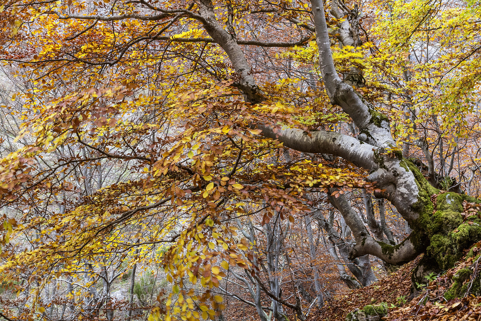 Canon EOS 7D sample photo. Mg photography