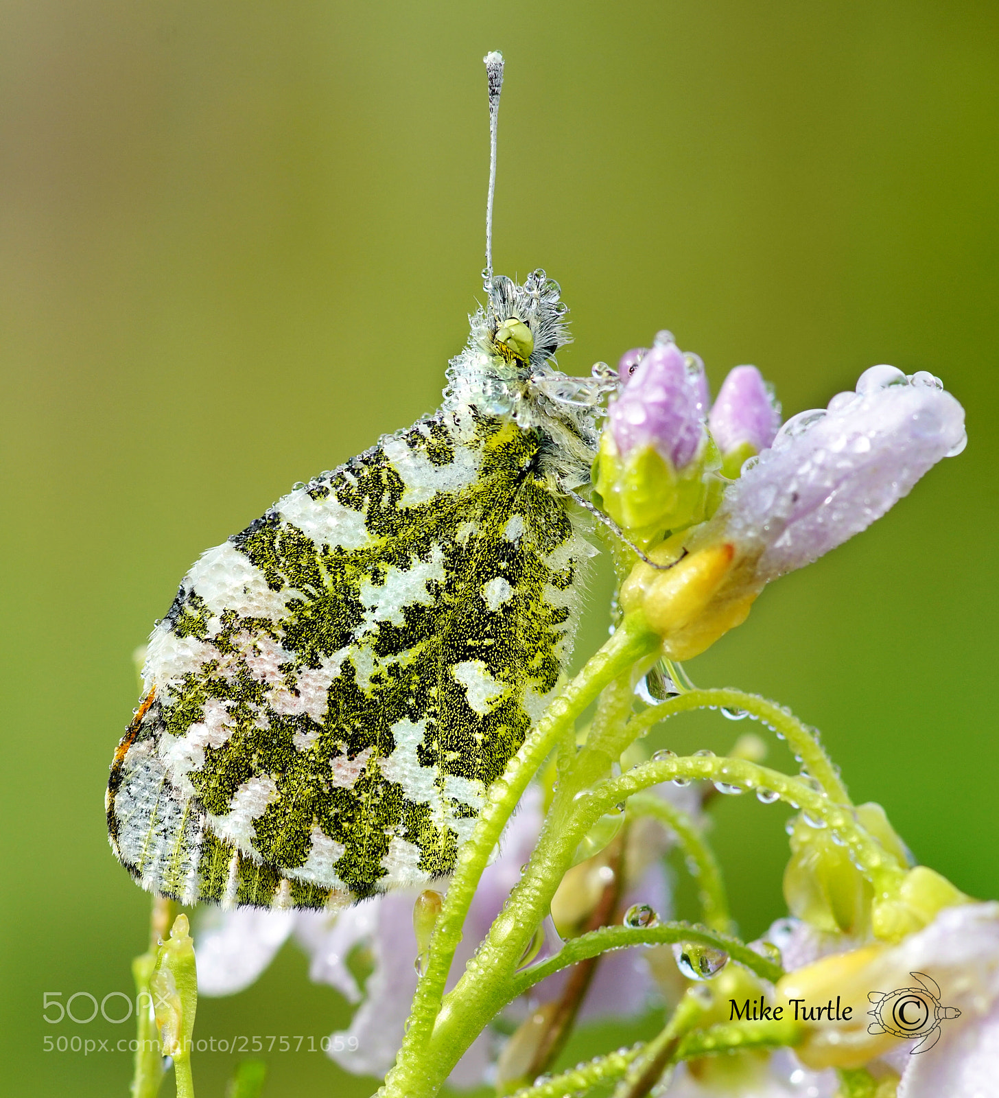 Sony a99 II sample photo. Dew covered male orange photography