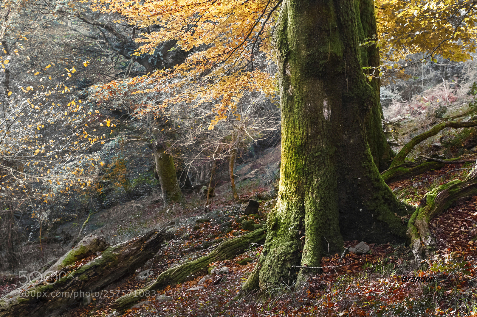 Canon EOS 7D sample photo. Magico photography