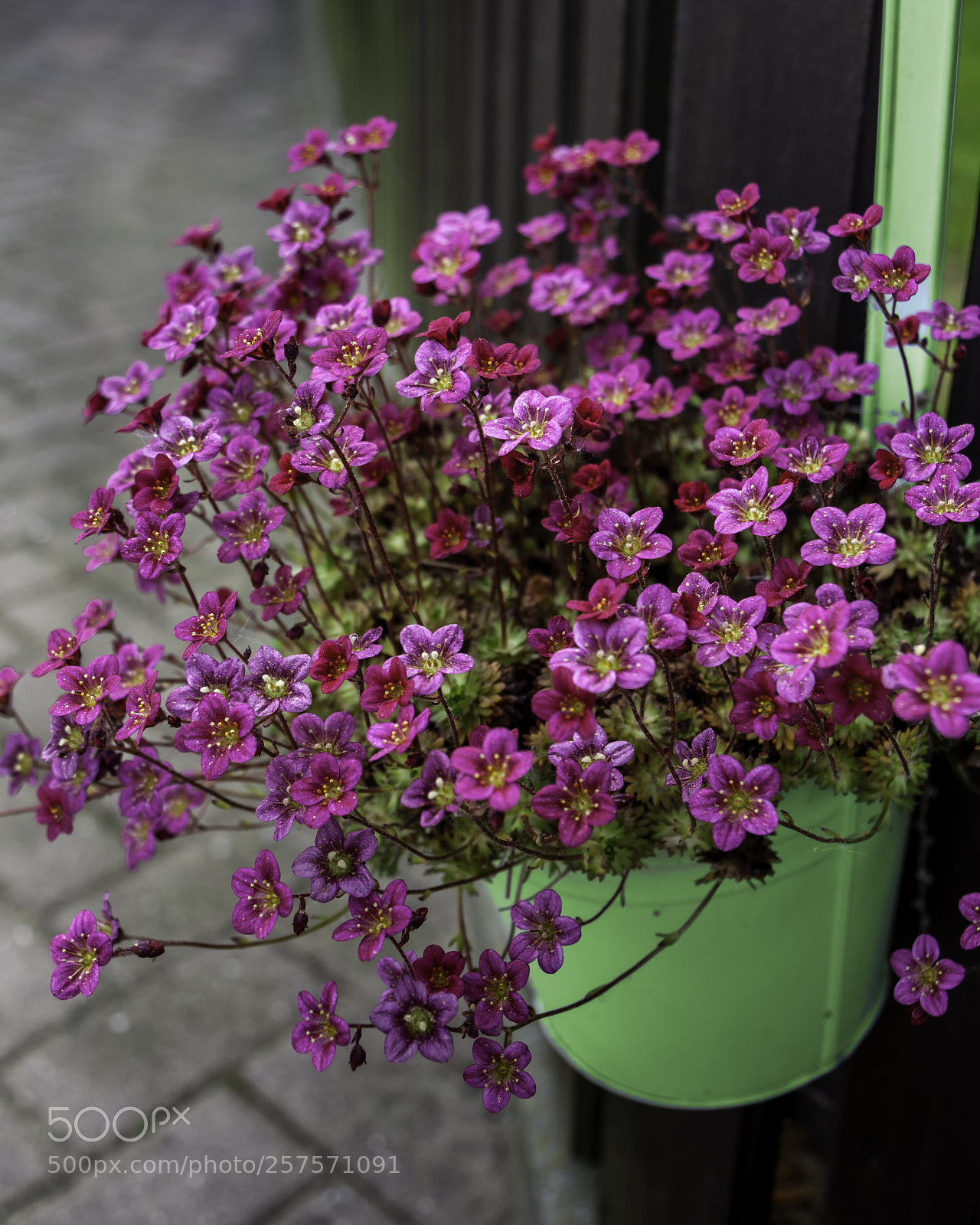 Canon EOS 50D sample photo. Saxifrage photography