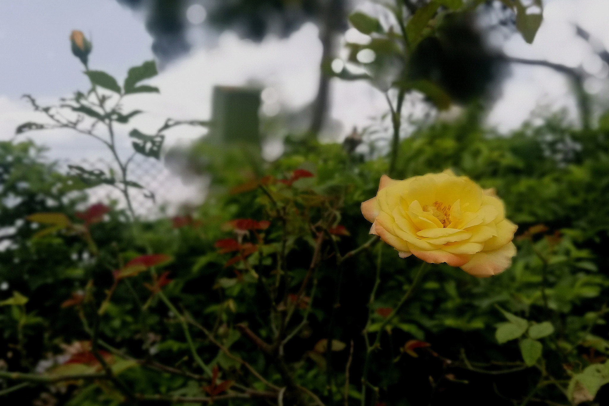 HUAWEI nova 2i sample photo. Yellow rose photography