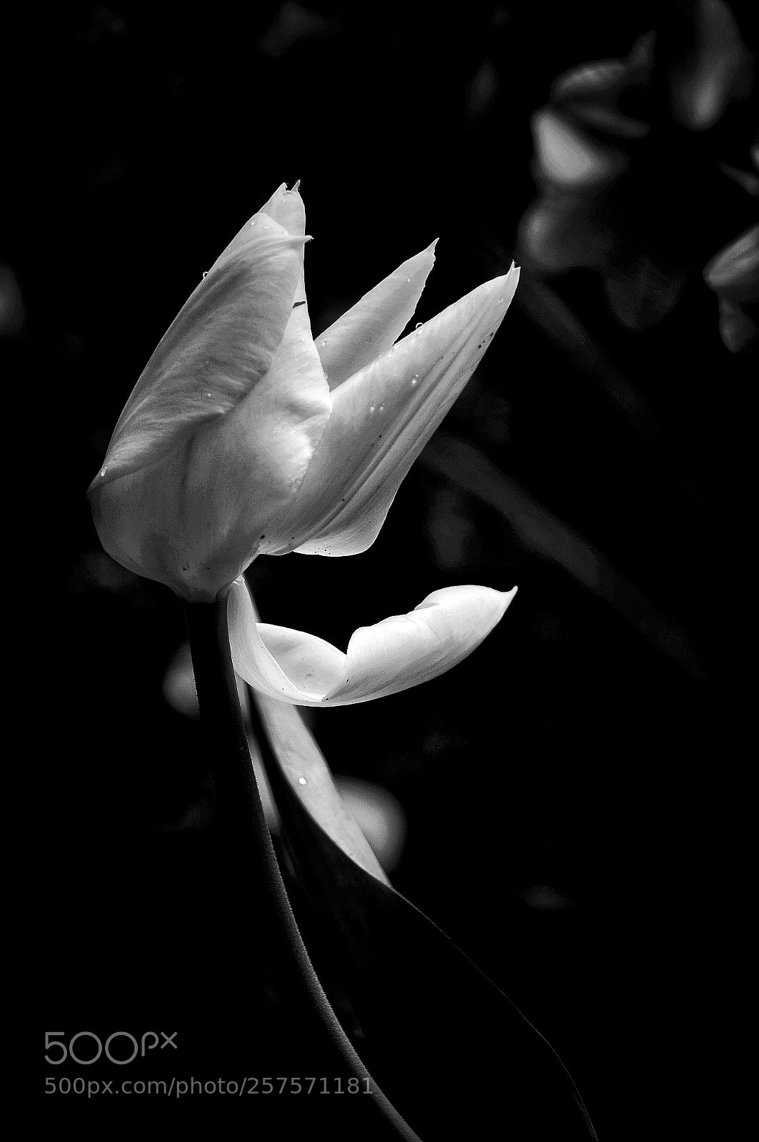 Sony Alpha NEX-6 sample photo. Tulip photography