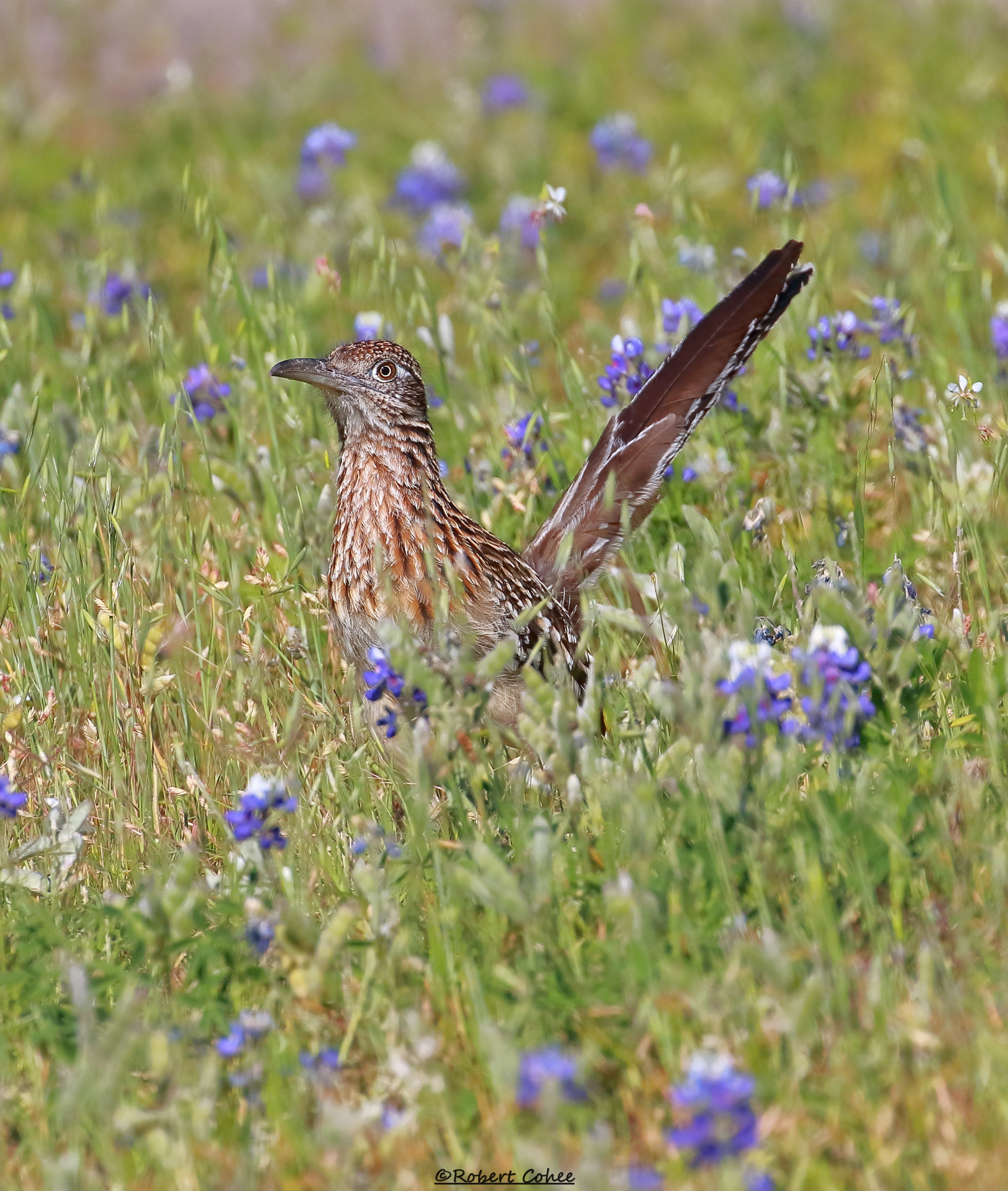Canon EOS 7D Mark II + Canon EF 100-400mm F4.5-5.6L IS II USM sample photo. Roadrunner in bluebonnets photography
