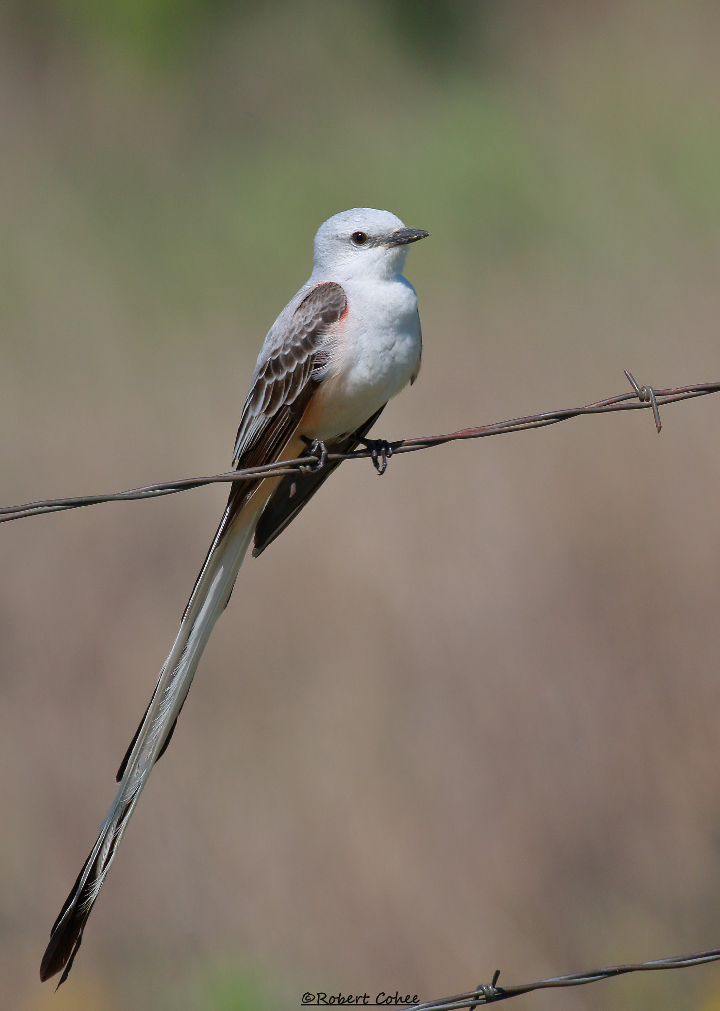 Canon EOS 7D Mark II sample photo. Scissortail flycatcher photography