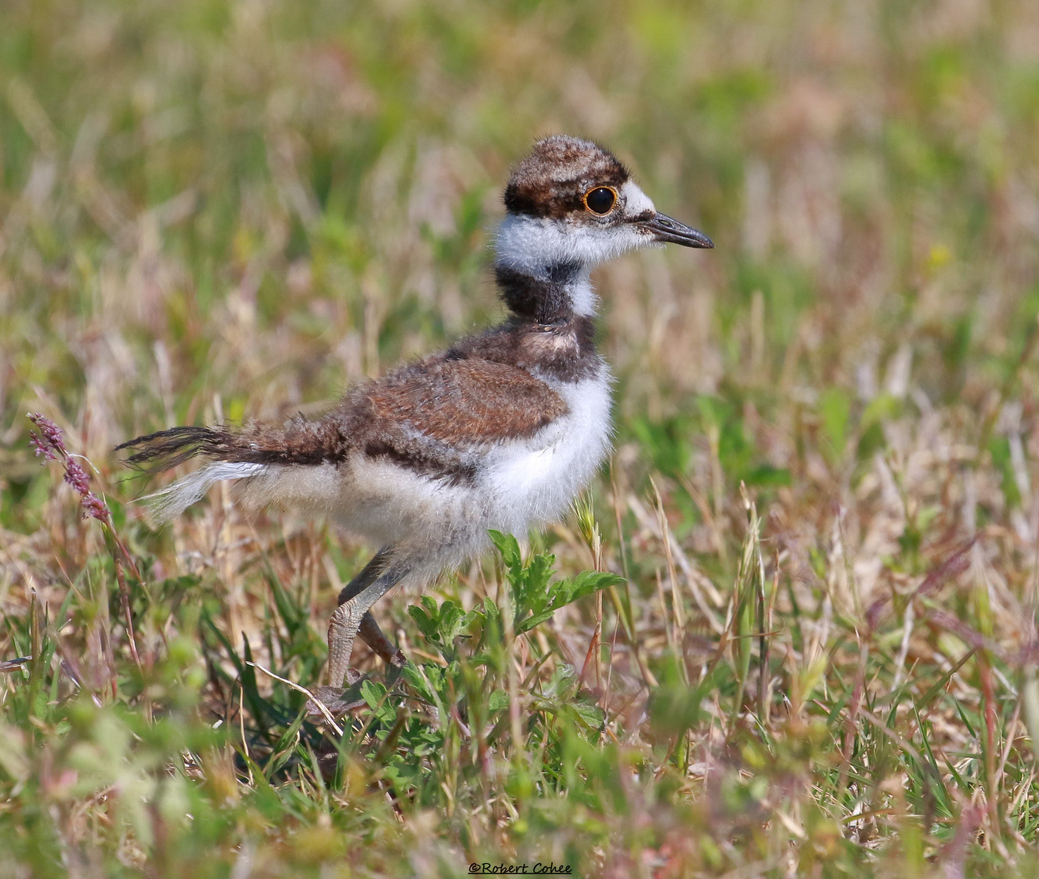 Canon EOS 7D Mark II sample photo. Baby killdeer photography