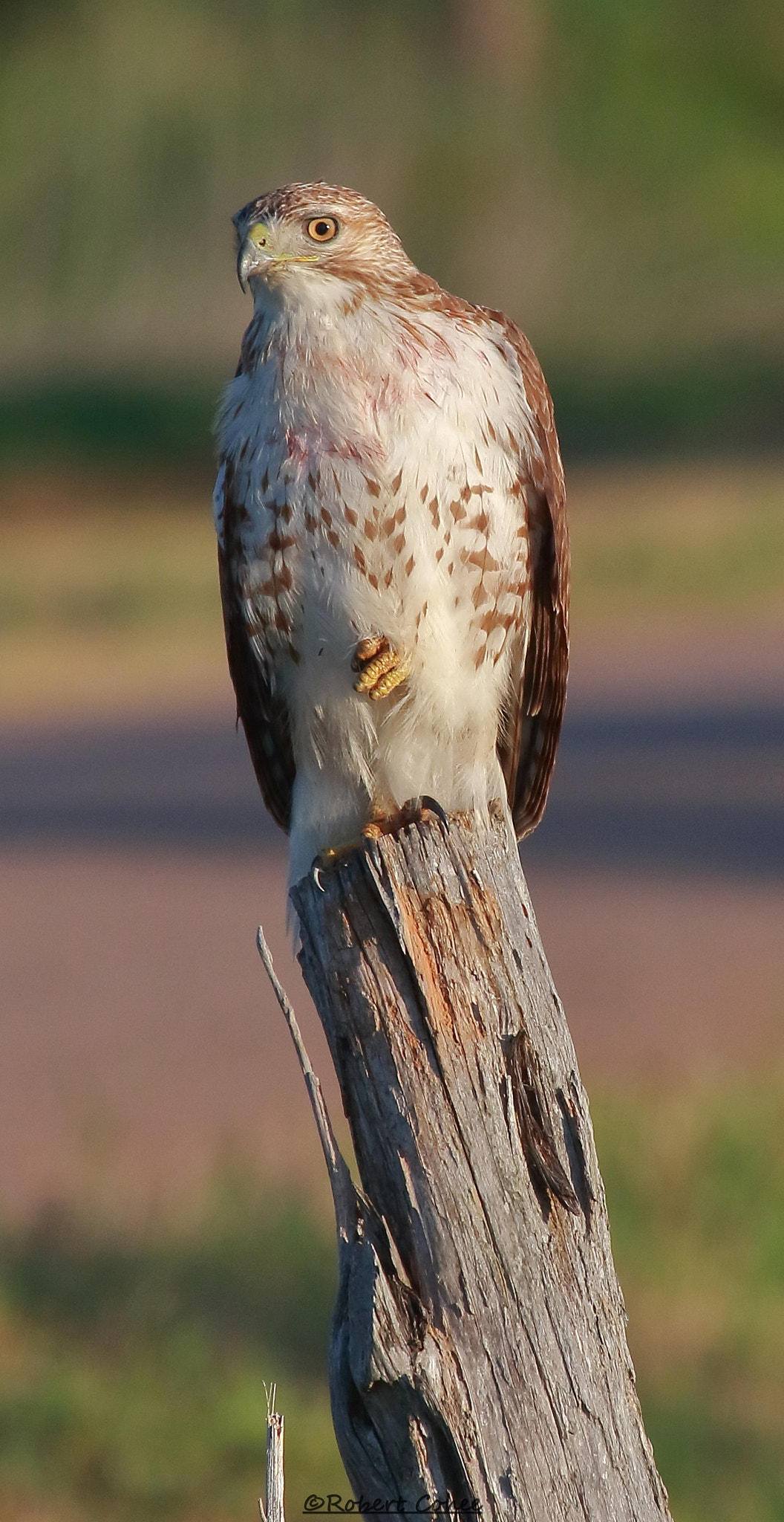 Canon EOS 7D Mark II + Canon EF 100-400mm F4.5-5.6L IS USM sample photo. Bloody bib photography