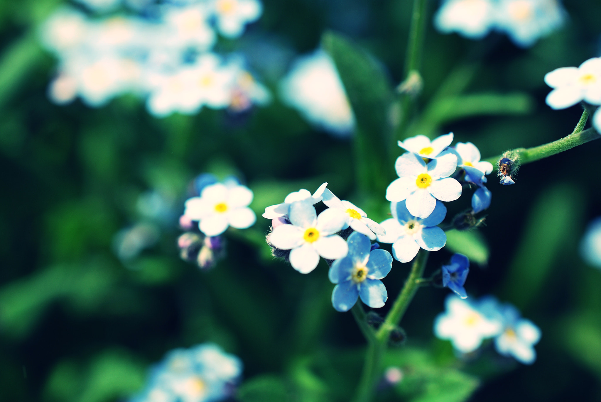 Nikon D60 + Nikon AF-S DX Micro Nikkor 40mm F2.8 sample photo. Flower photography