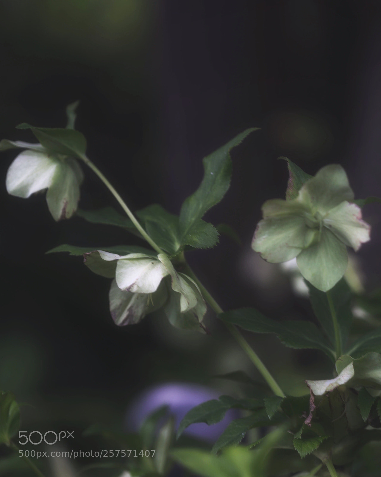 Canon EOS 6D sample photo. ʆσѵε մ photography