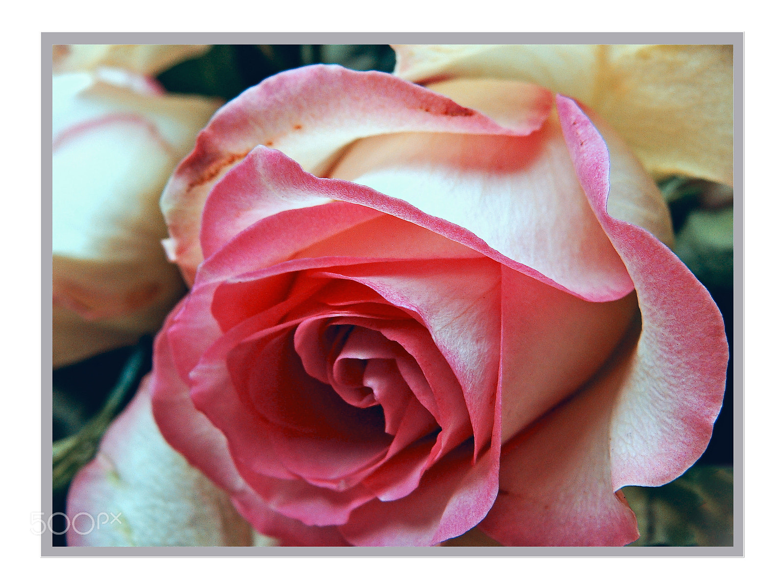 Sony Cyber-shot DSC-H10 sample photo. Rosenherz ... heart of a rose photography