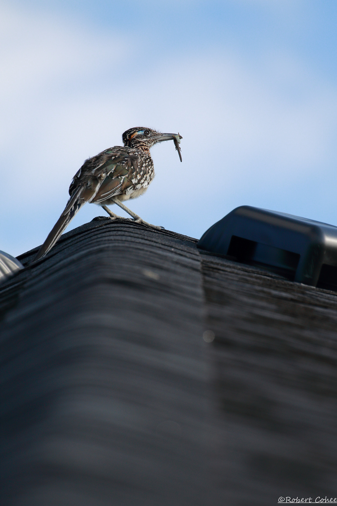 Canon EOS 7D Mark II sample photo. Roadrunner offering to potential mate photography
