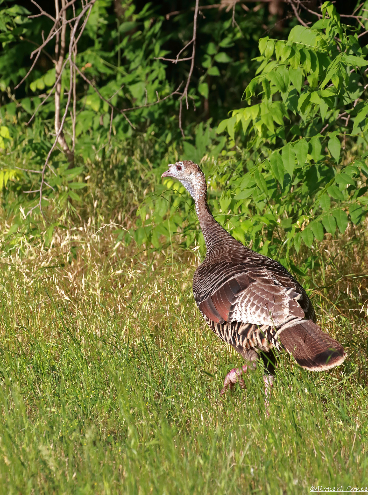 Canon EOS 7D Mark II sample photo. Texas turkey photography