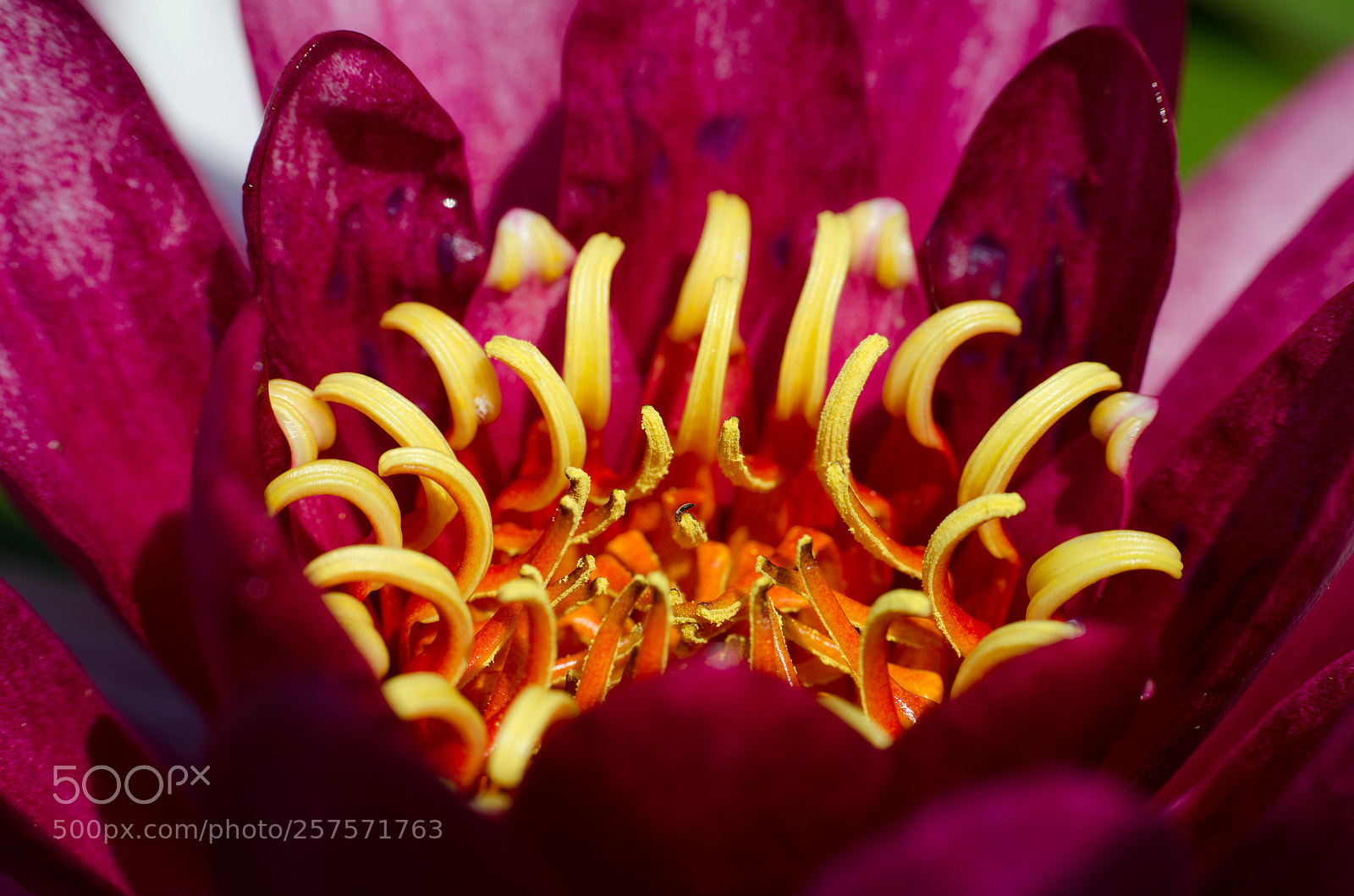 Nikon D7000 sample photo. Waterlily photography