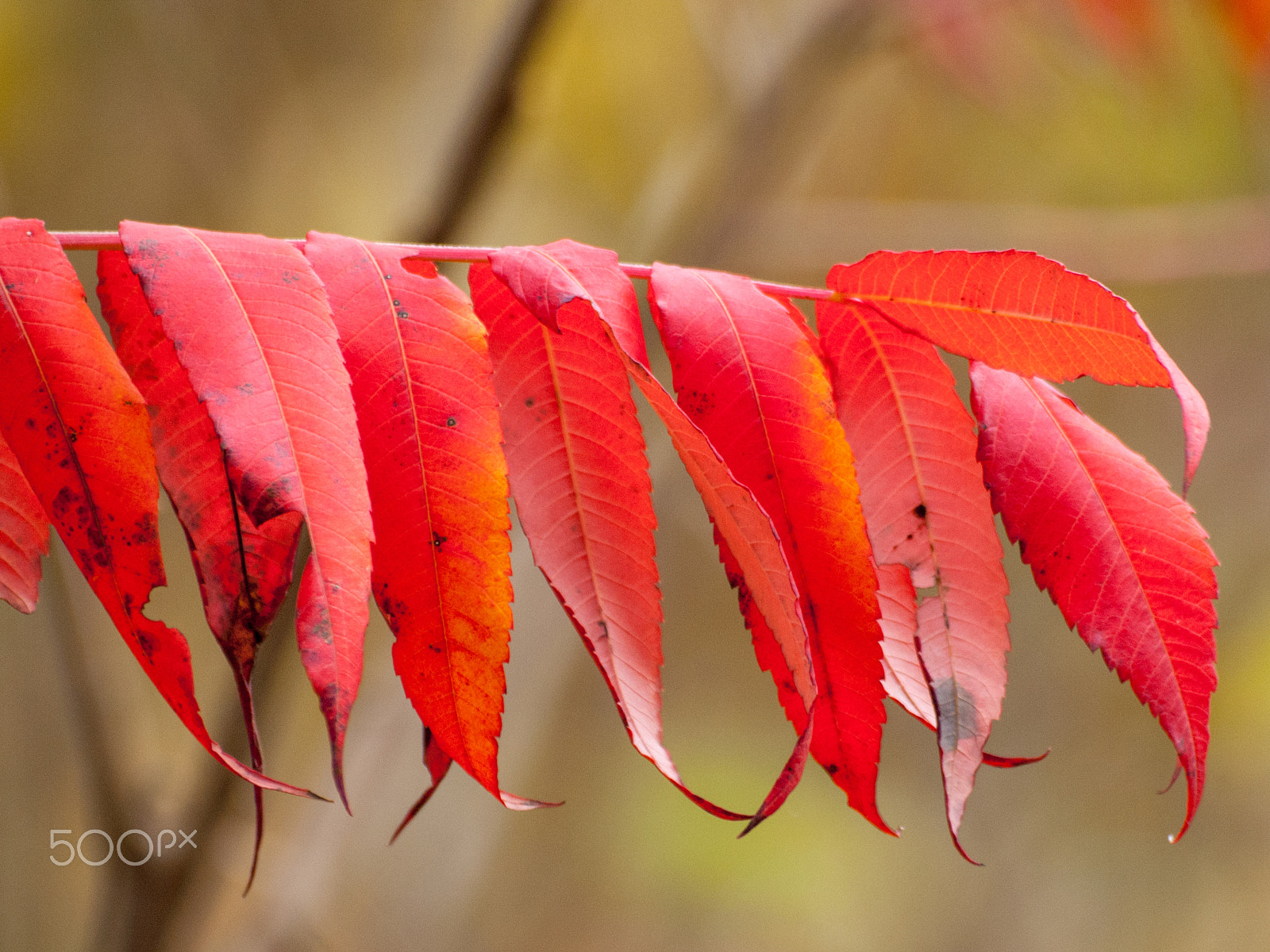 Olympus E-620 (EVOLT E-620) sample photo. Fall beauty photography