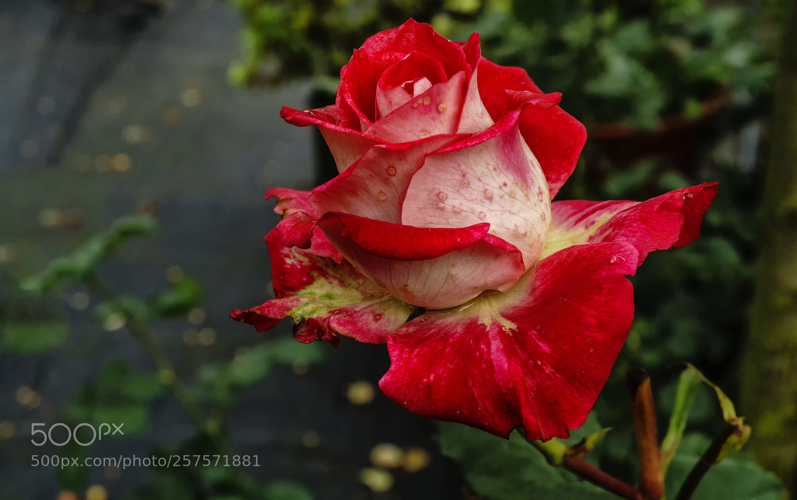 Sony a6300 sample photo. Colorful beauty..... photography