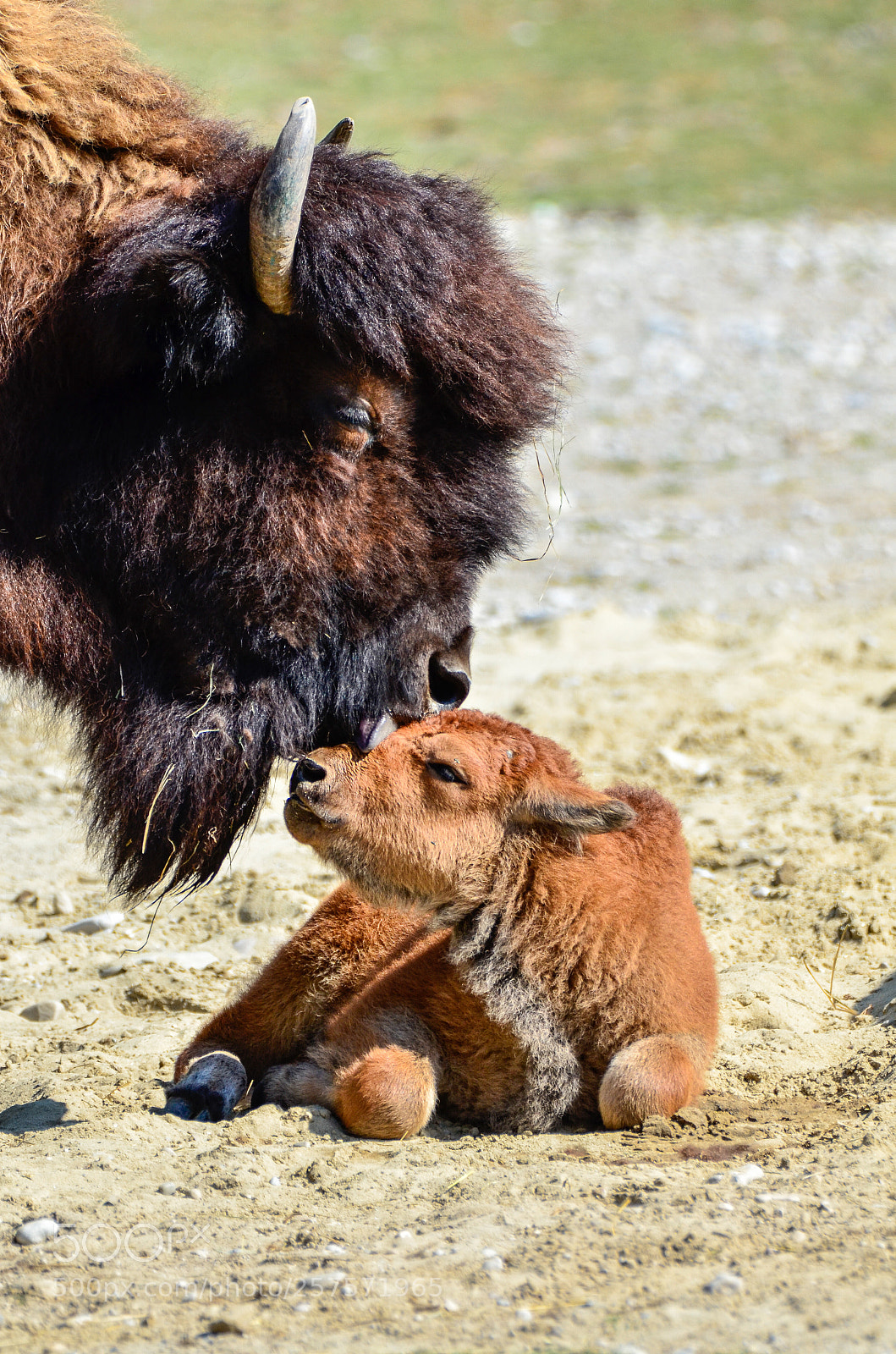 Nikon D7000 sample photo. Motherlove photography