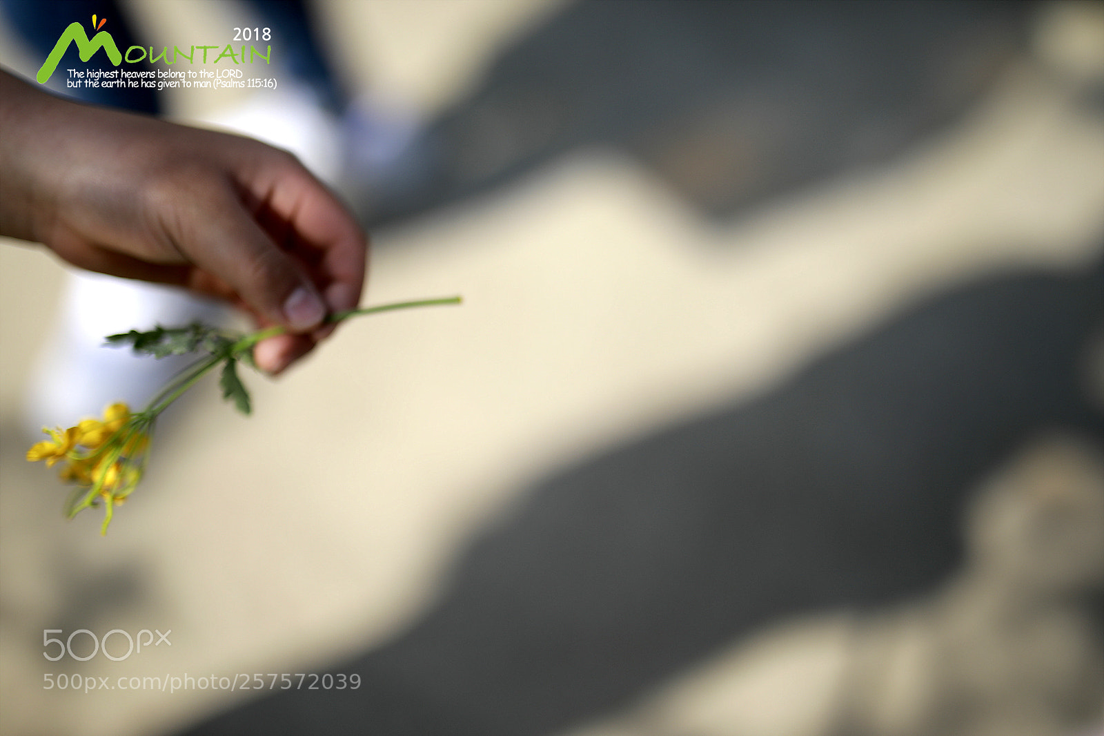 Canon EOS 5D Mark IV sample photo. A photography