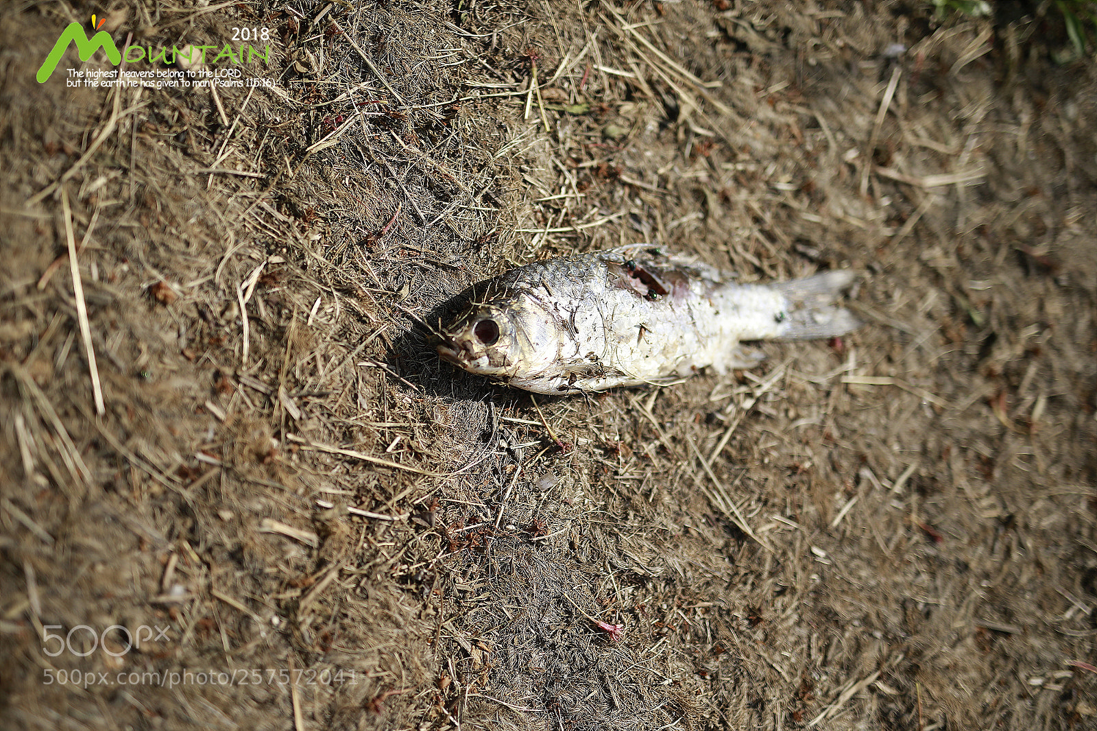 Canon EOS 5D Mark IV sample photo. A photography