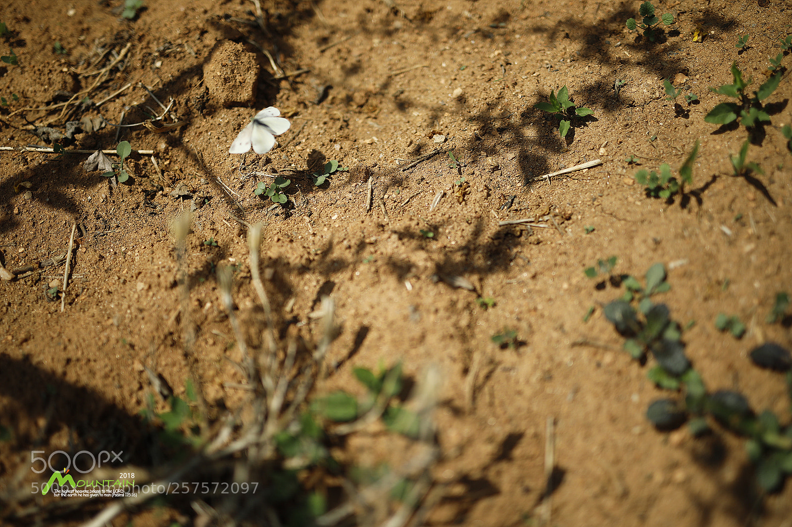 Canon EOS 5D Mark IV sample photo. A photography