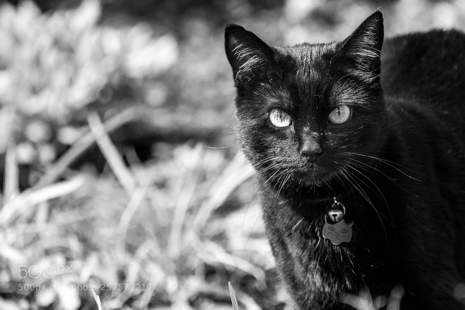 Olympus OM-D E-M1 Mark II sample photo. Bellenoire photography