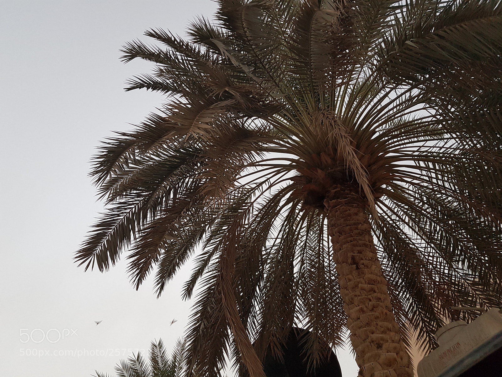 Samsung Galaxy S8+ sample photo. Untitled photography