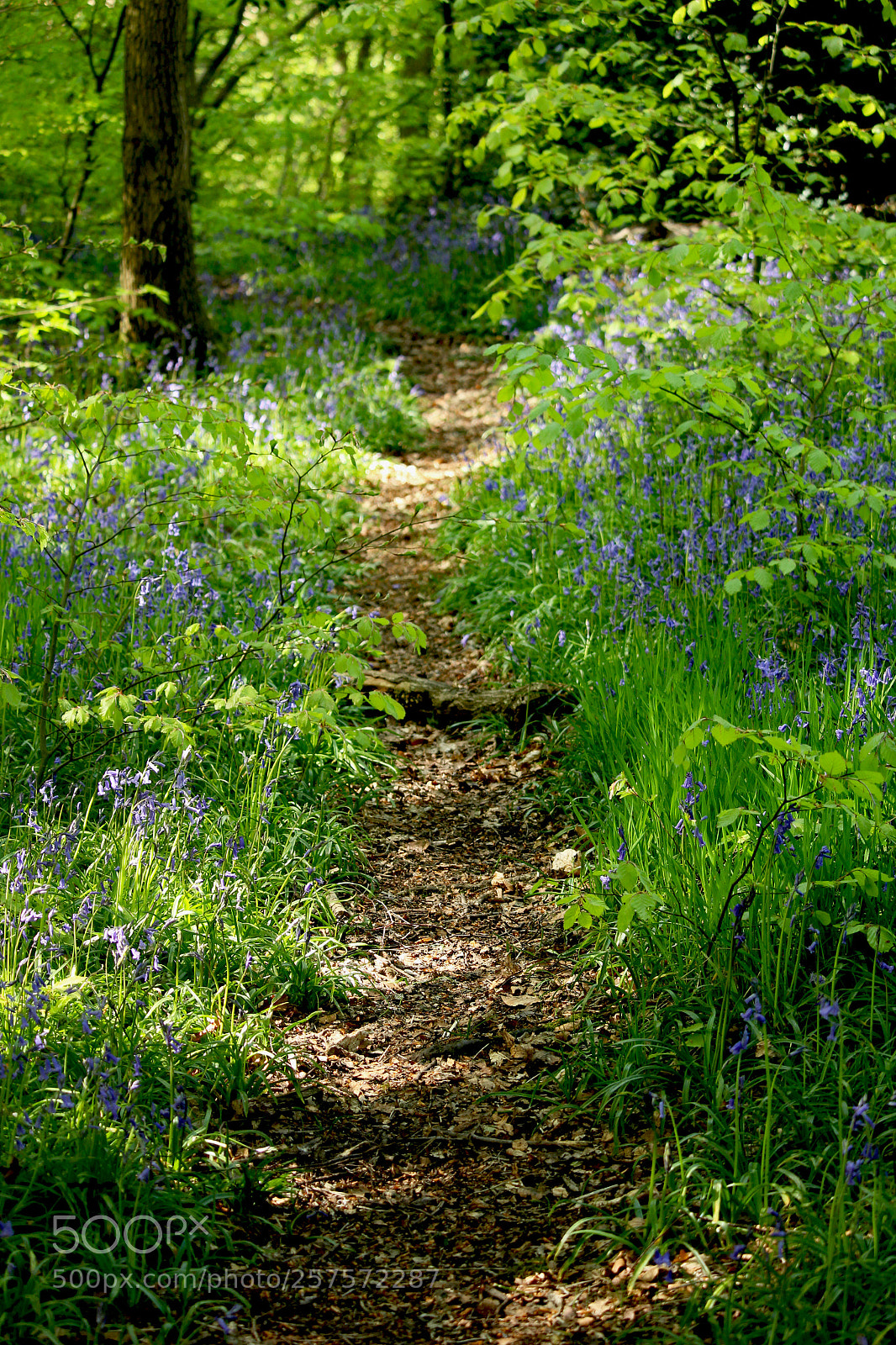 Canon EOS 100D (EOS Rebel SL1 / EOS Kiss X7) sample photo. Woodland path photography