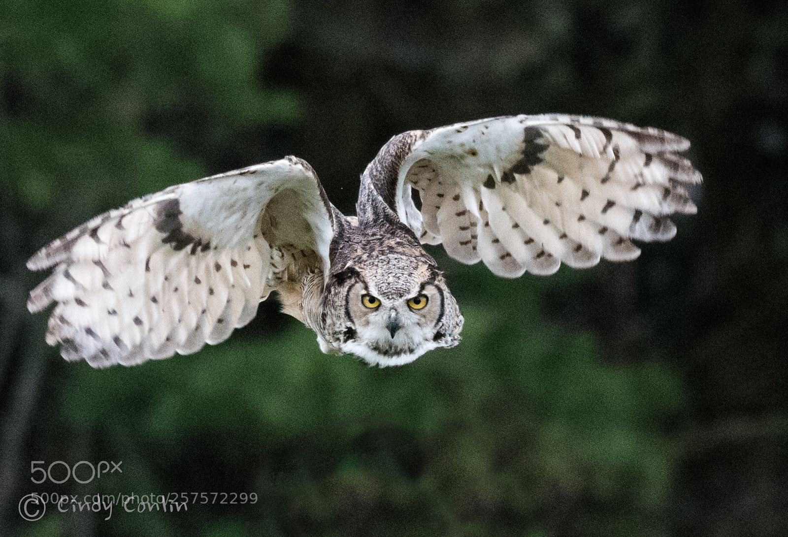 Nikon D850 sample photo. Great horned owl  photography