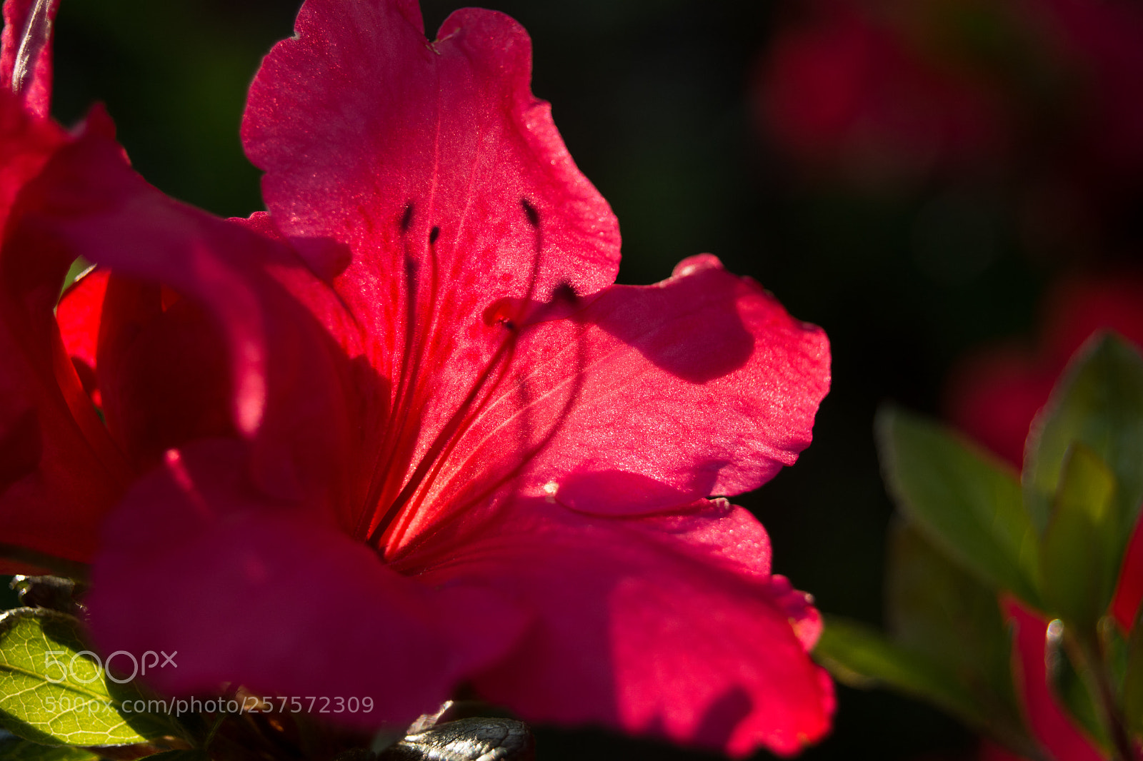 Nikon D5200 sample photo. Azalea photography