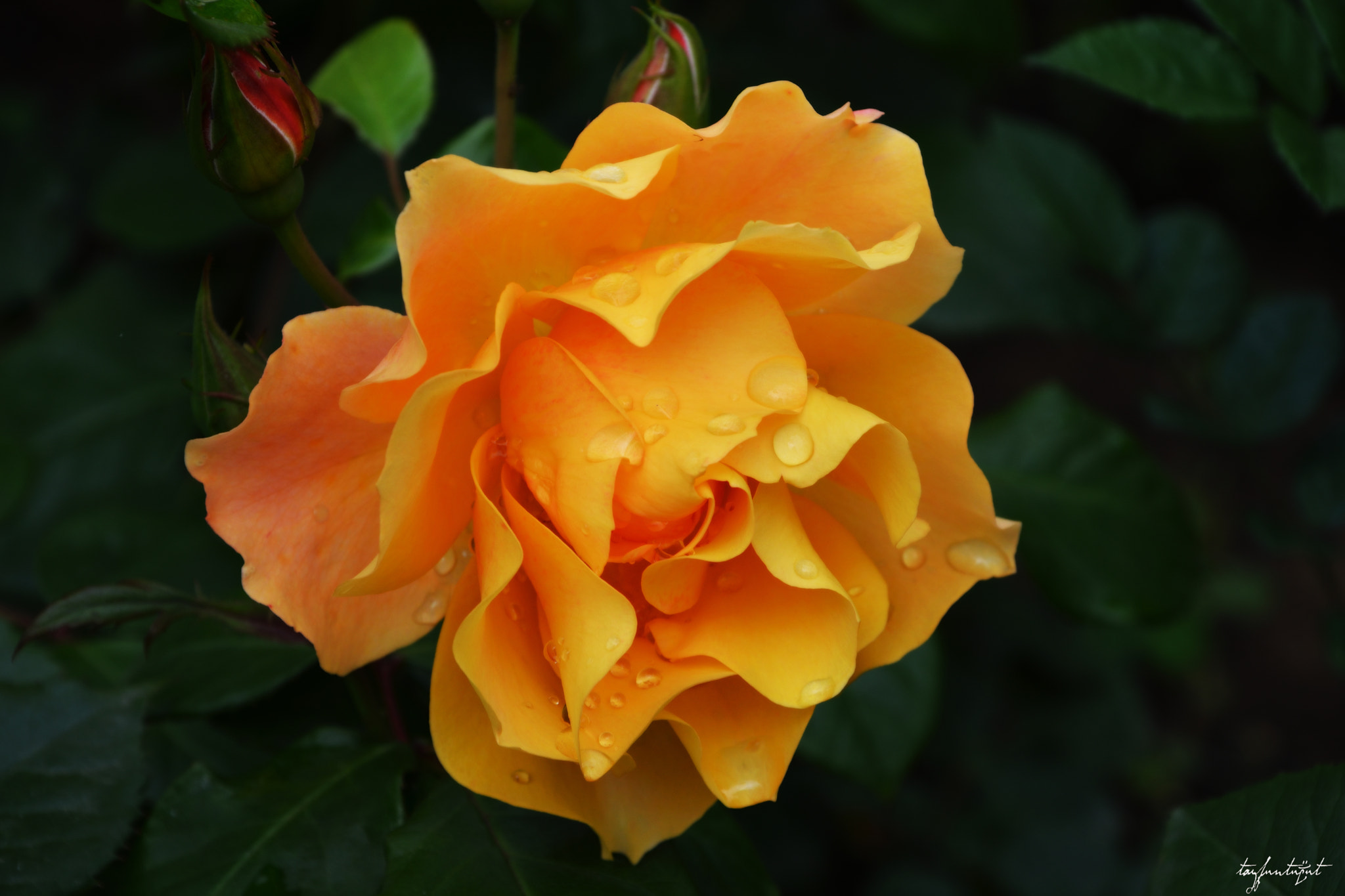 Nikon D5200 sample photo. The roses are crying photography