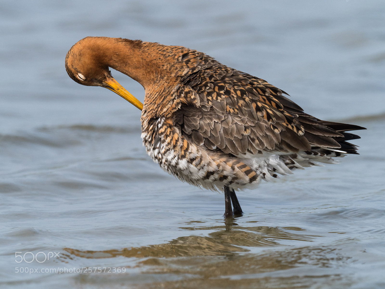 Olympus OM-D E-M1 Mark II sample photo. Black-tailed godwit (limosa limosa) photography
