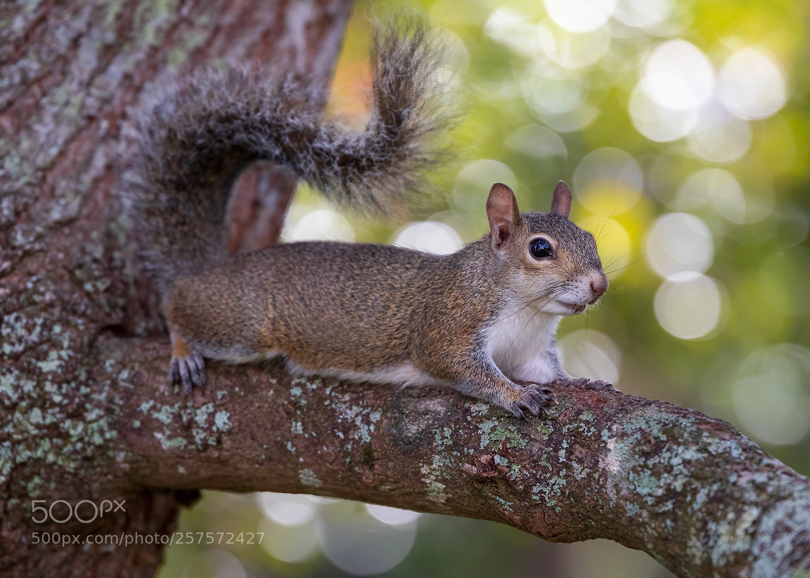 Canon EOS 7D Mark II sample photo. Boudoir squirrel photography