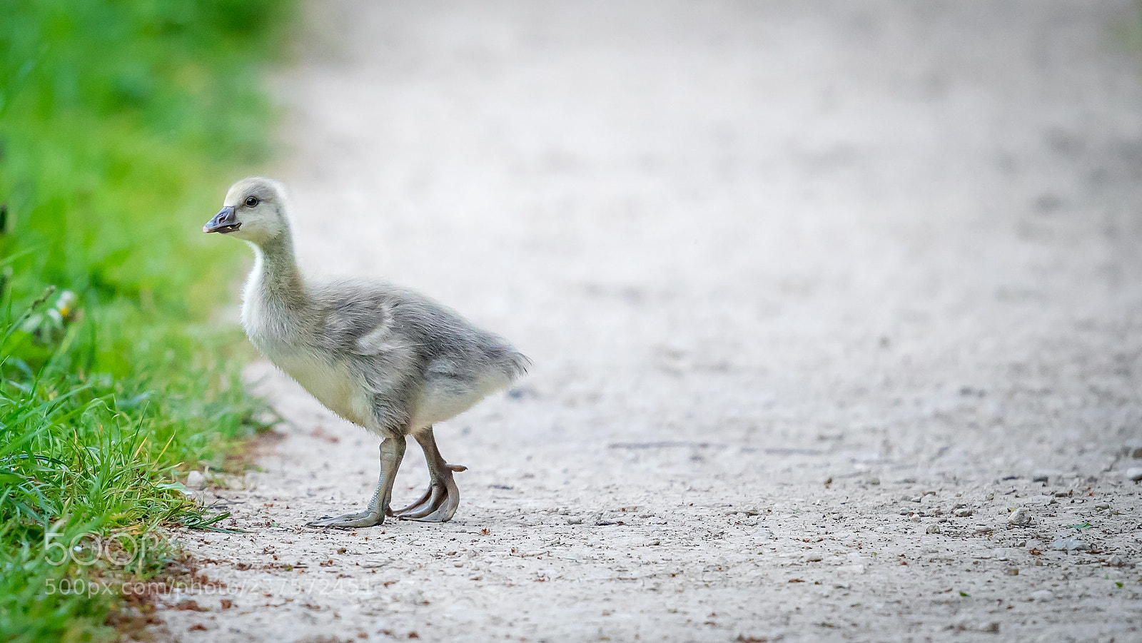 Canon EOS-1D X Mark II sample photo. Greylag gosling photography