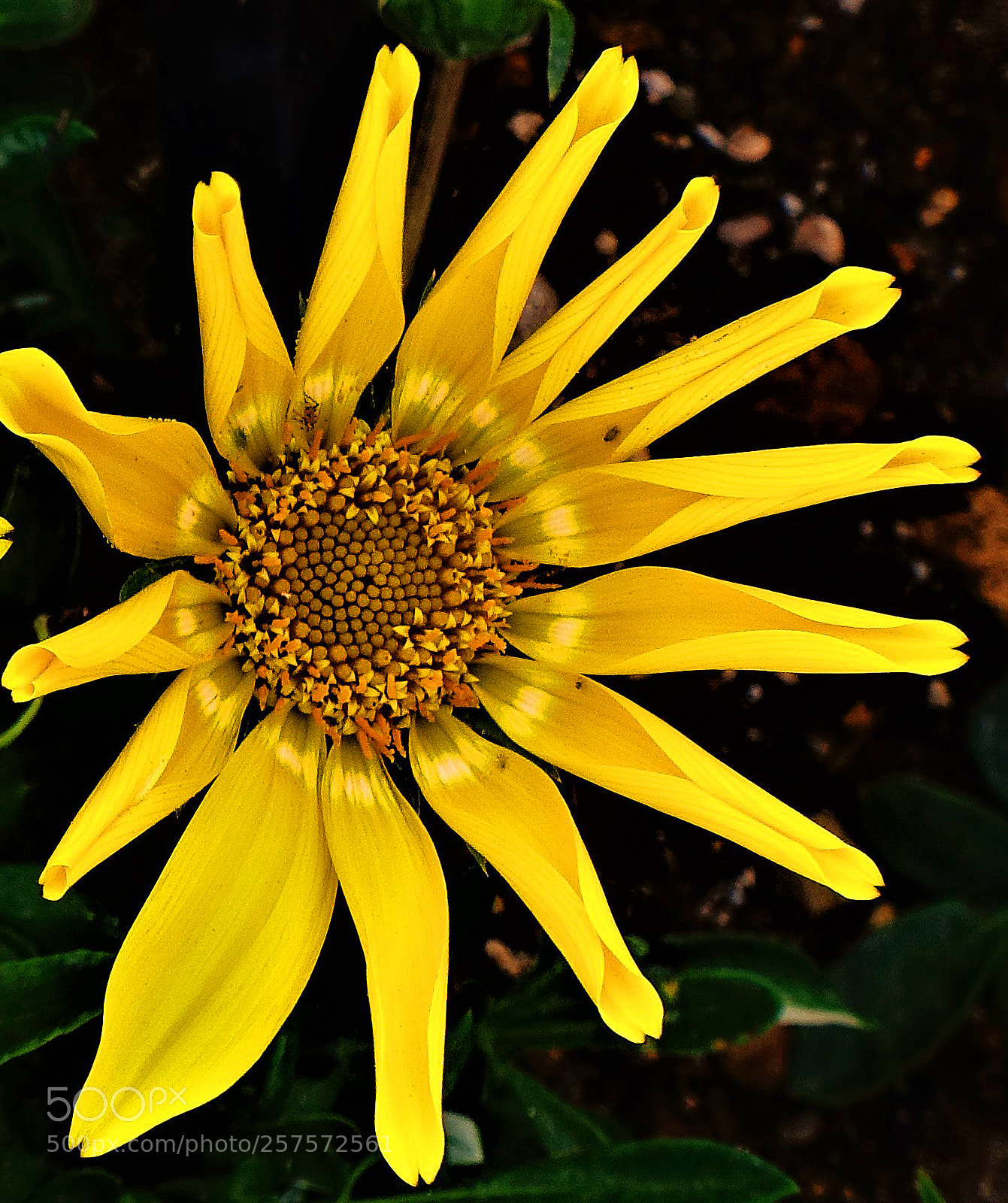 Sony Cyber-shot DSC-RX100 III sample photo. Daisy photography