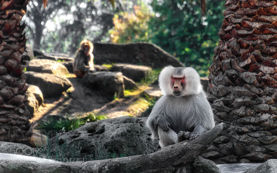 Nikon D7000 sample photo. 180501-014 baboon melbourne zoo photography
