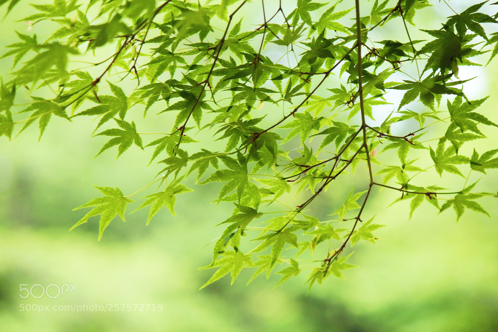 Canon EOS 600D (Rebel EOS T3i / EOS Kiss X5) sample photo. Untitled photography