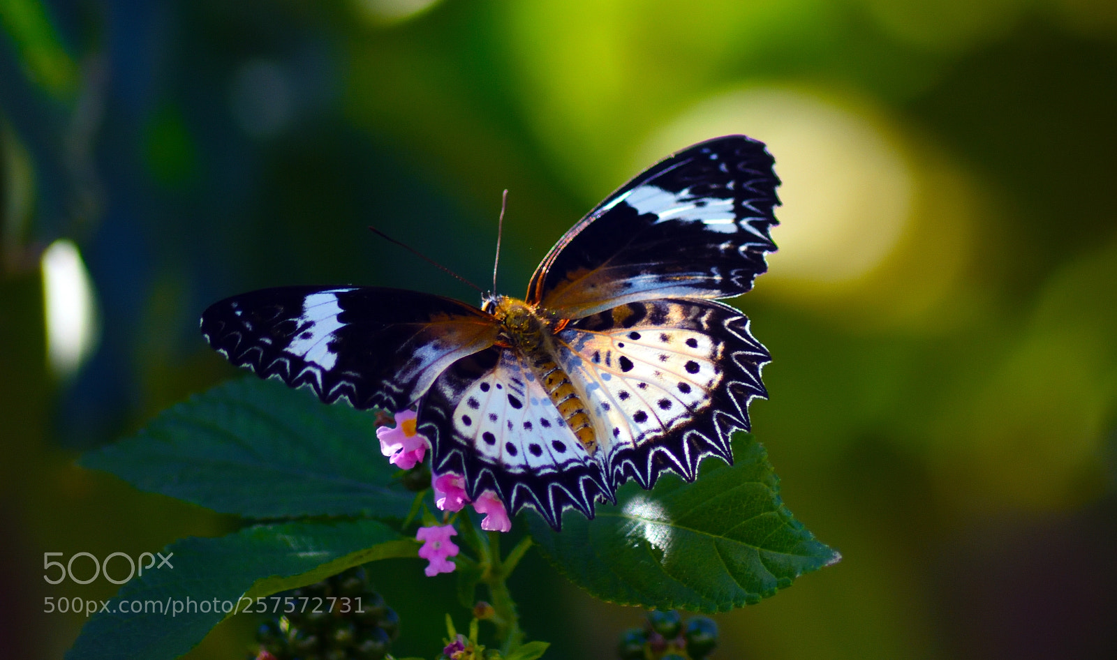 Nikon D7200 sample photo. Cethosia cyane (female) photography