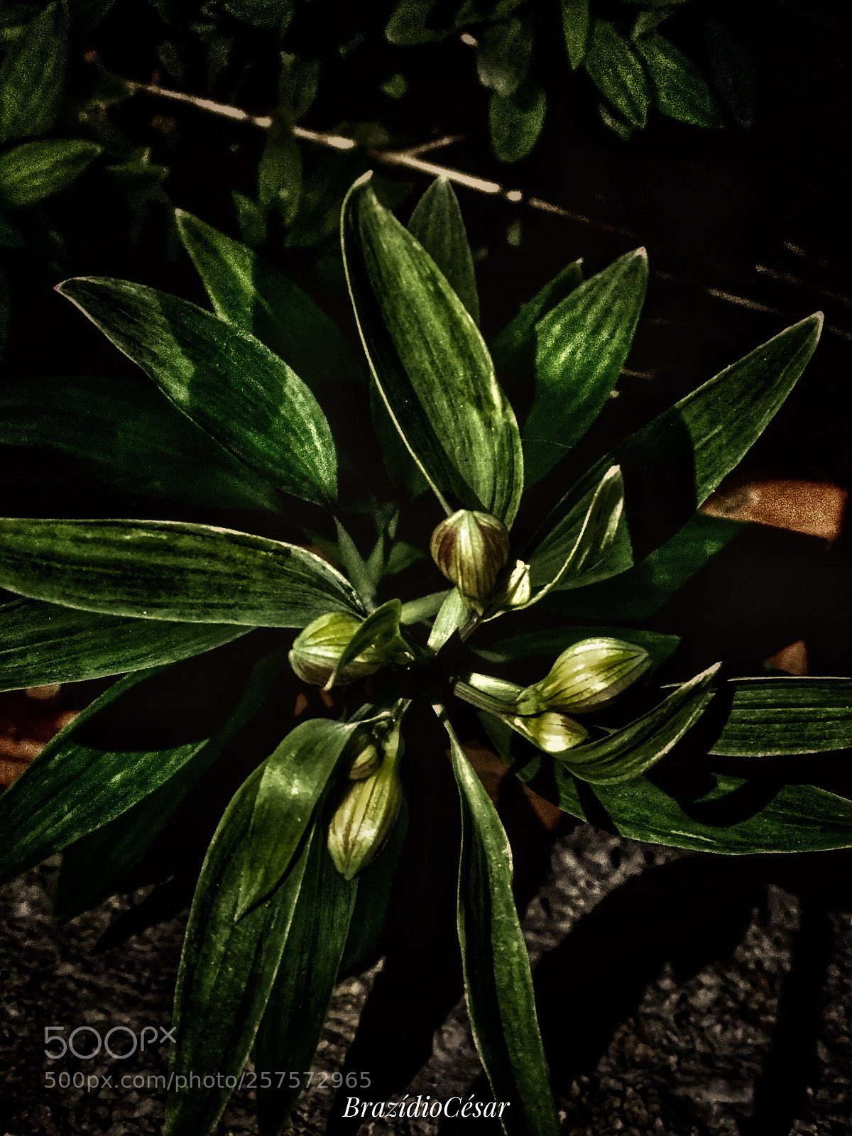 Apple iPhone 6s sample photo. Untitled photography